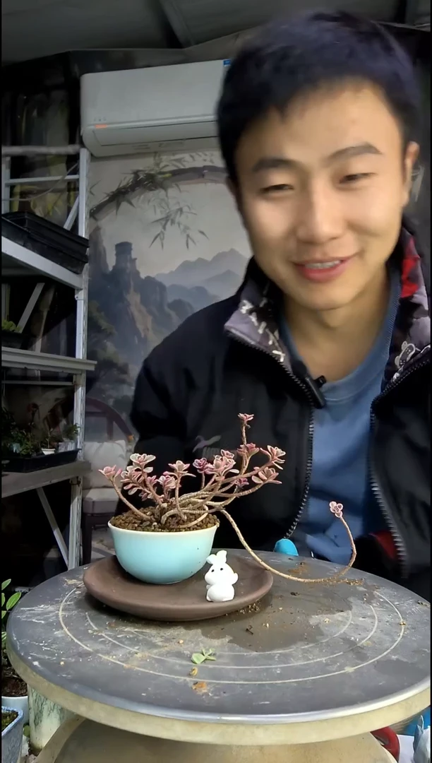 王中青园艺一物一拍127