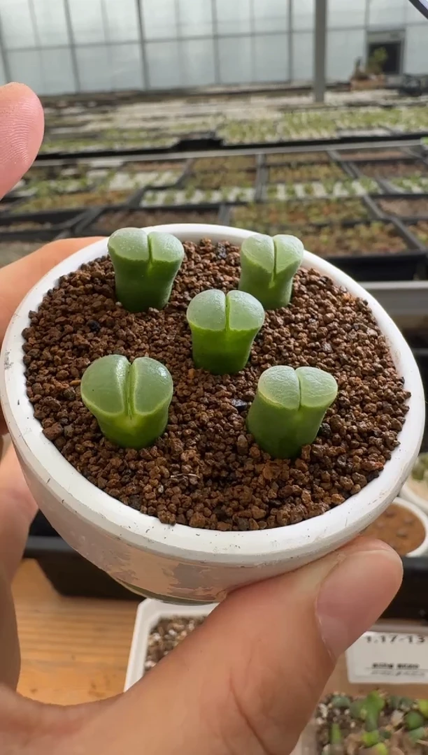 【闪购商品】22-39.多肉