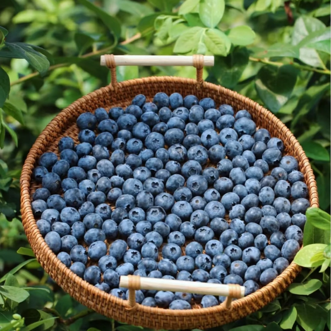 【1盒】云南蓝莓1盒（12mm+）125g*1云南省