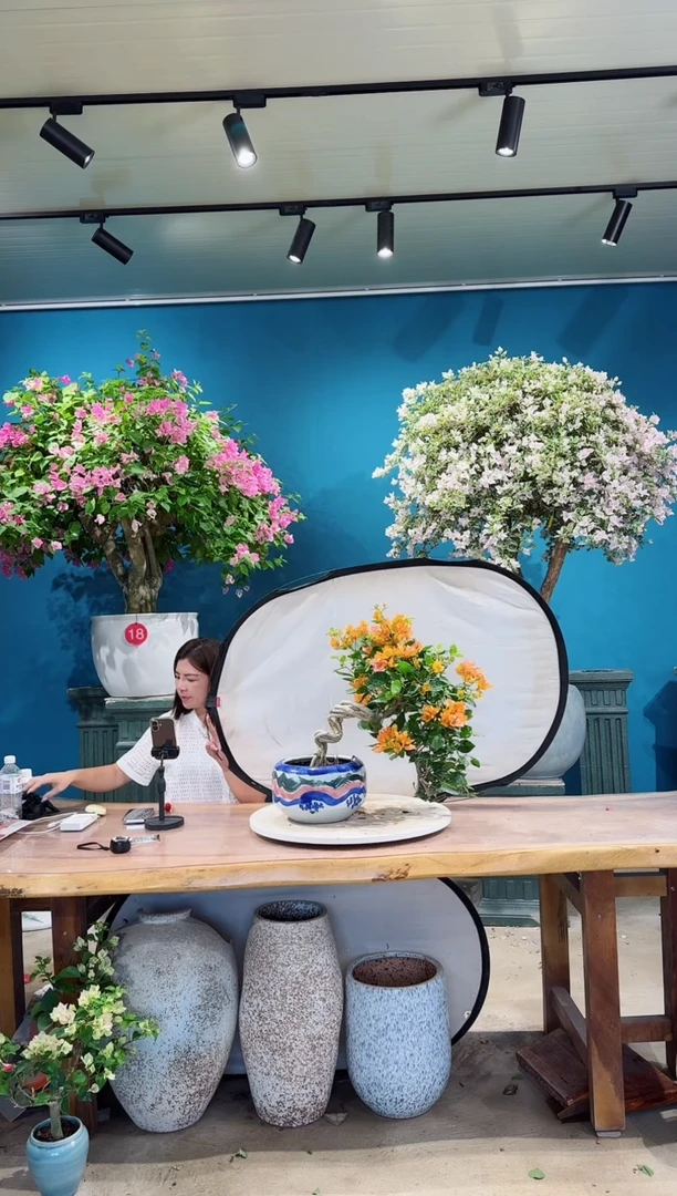 全部花朵变色龙三角梅