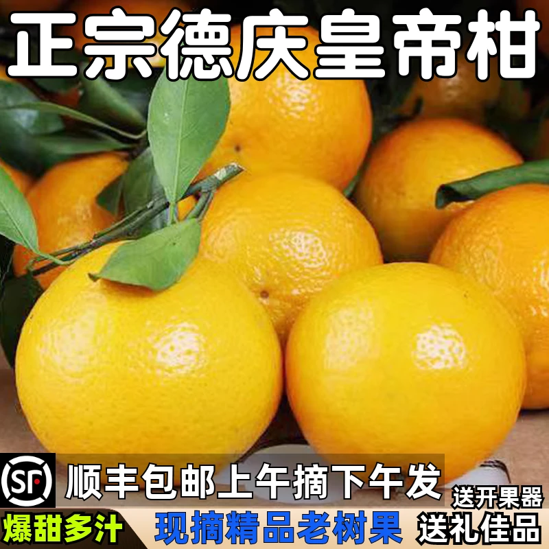 正宗老树德庆皇帝柑广东贡柑橘桔子孕妇当季新鲜水果10斤整箱包邮