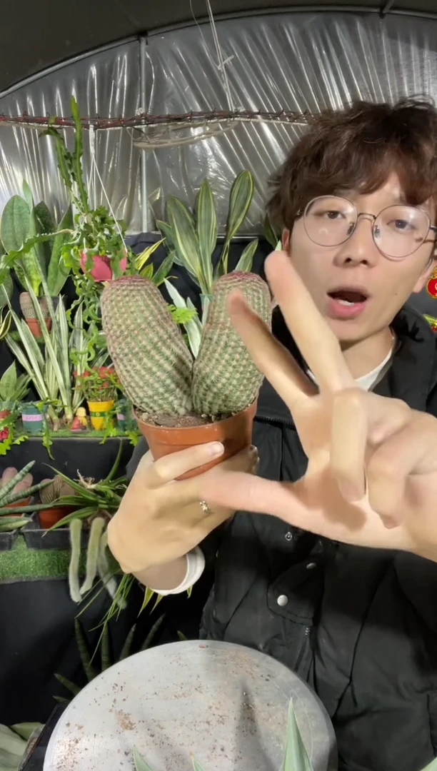 【闪购商品】红太阳双头脱土13.8