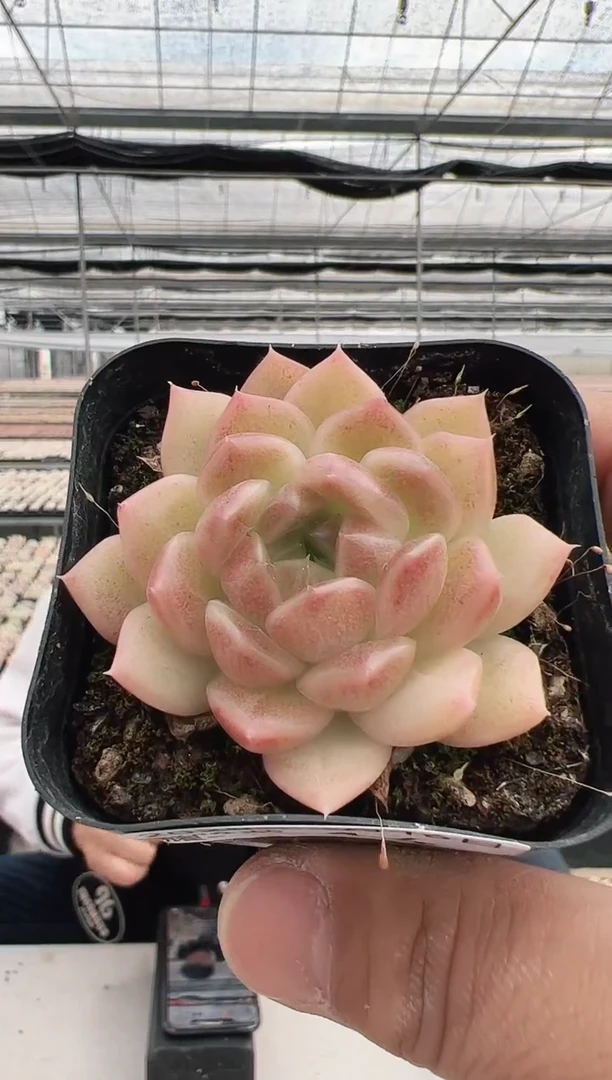 【闪购商品】黑暗荣耀-14