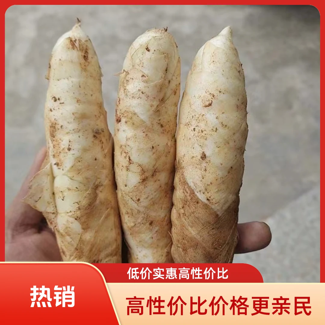 现货 5斤【3斤送2斤】 新鲜竹薯冬粉薯冬笋薯煲汤煎煮1斤随机送蘸料