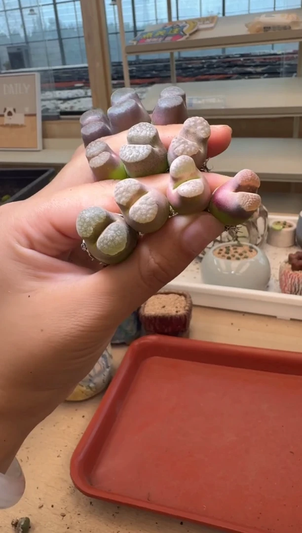 彩****113-235多肉植物肉锥