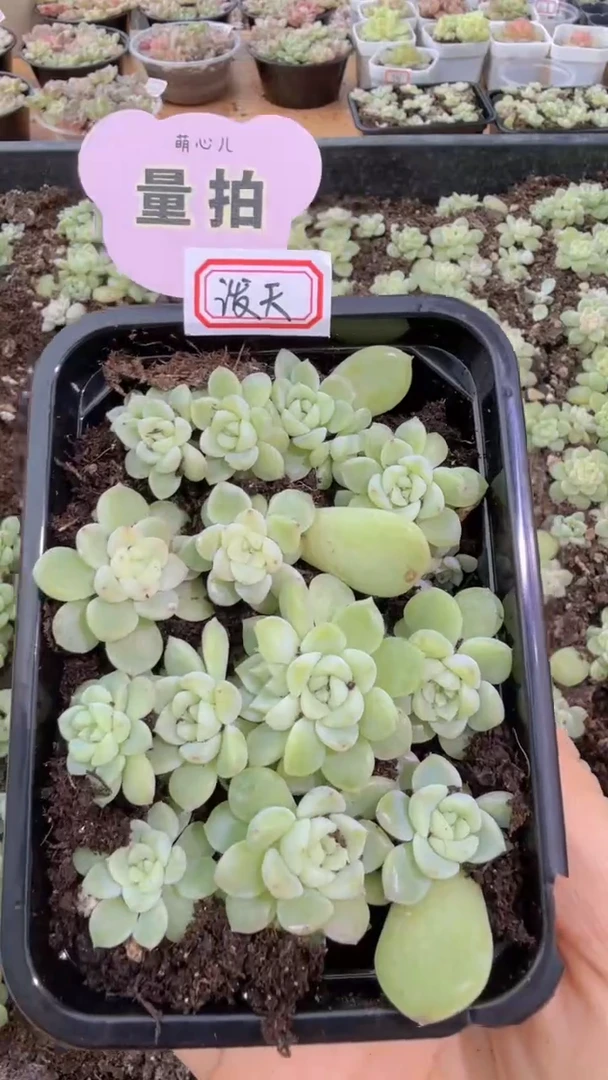 泼天切糕1盒 量拍多肉植物