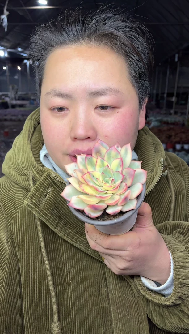 【闪购商品】91-月光女神锦带盆土5