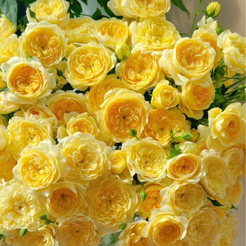 【浅喜花艺】多头蜜柚汁阳台（不含盆）5支