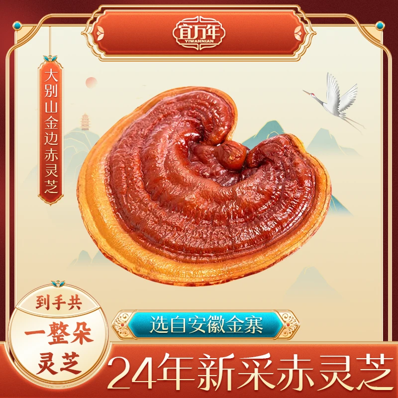 宜万年【超级福袋】宜万年安徽金寨大别山赤灵芝子实体
