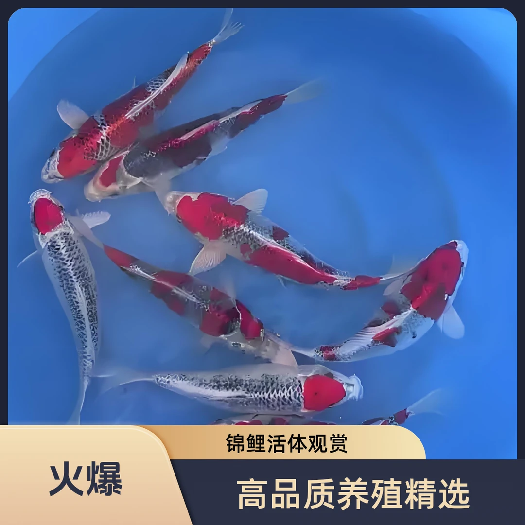 精品锦鲤德系孔雀高品质渔场直发（20-30公分）