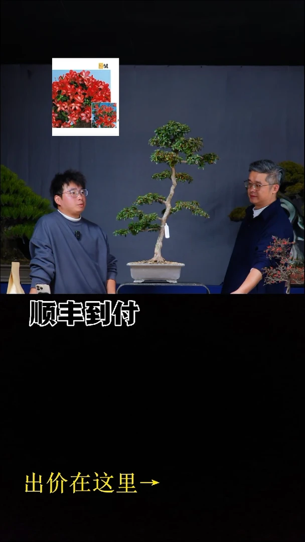 无花朵绯槭bubaoyou