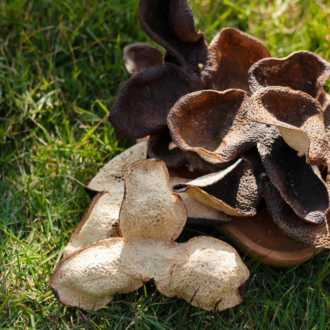 原枝大红(传统三刀），2020年新会九子沙原枝大红皮