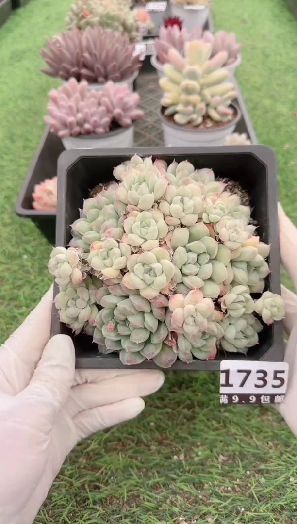 【闪购商品】信福多肉一物一拍