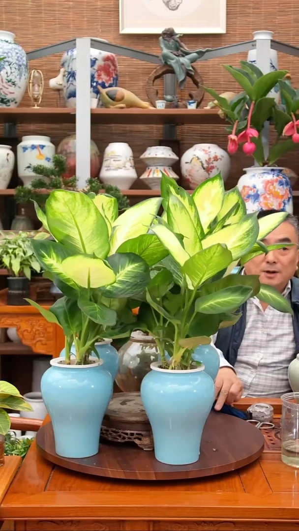 全部花苞花****）水之韵水培玛丽安*4