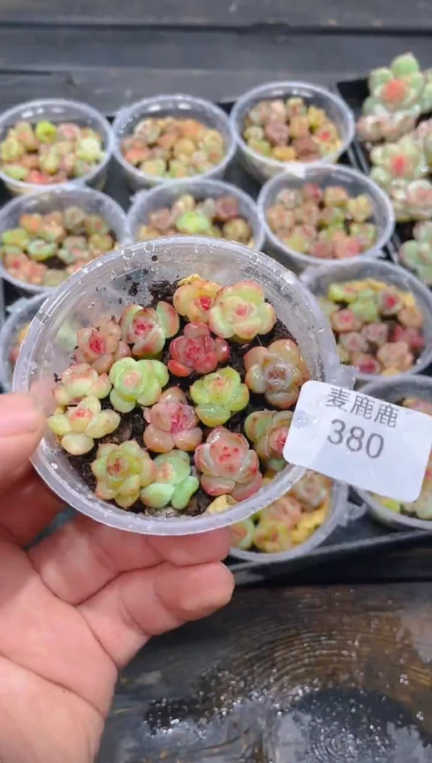 380霸道珍妮品宣款保15颗    量拍随机发一盒