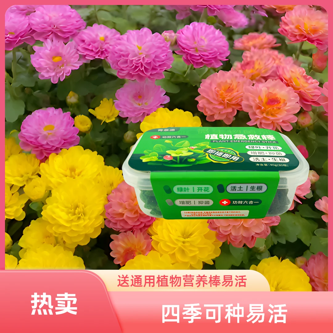糖果菊种子【送营养棒一盒】四季播种阳台庭院种植春季新手可养混色