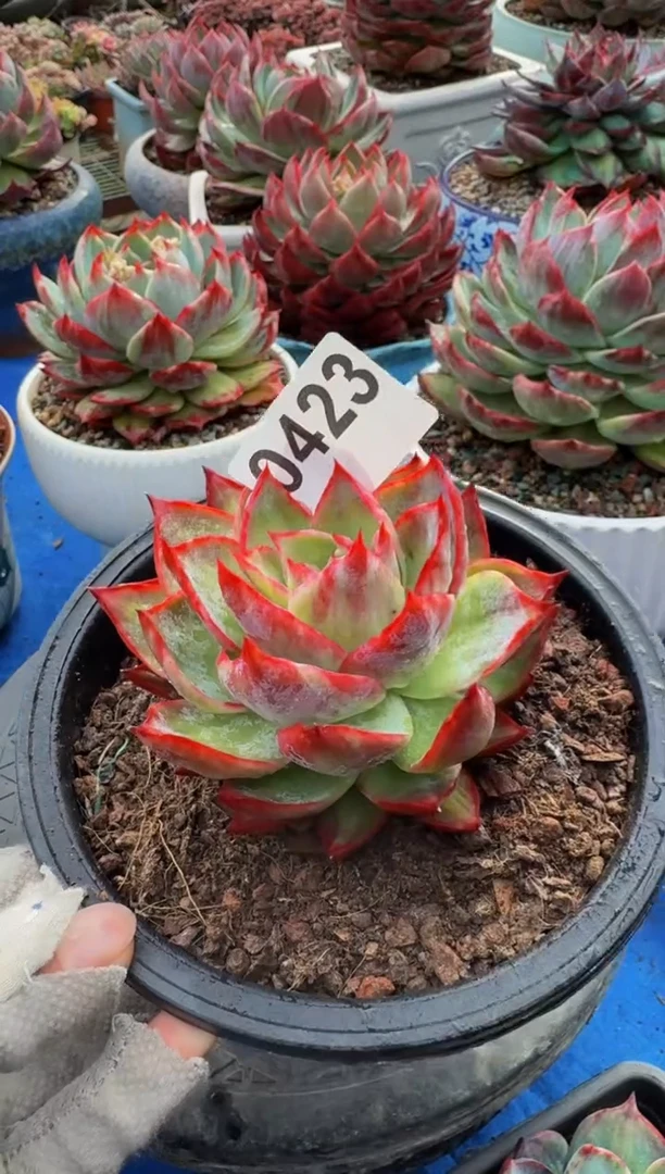 【闪购商品】0423惊鸿仙子（裸根发货）