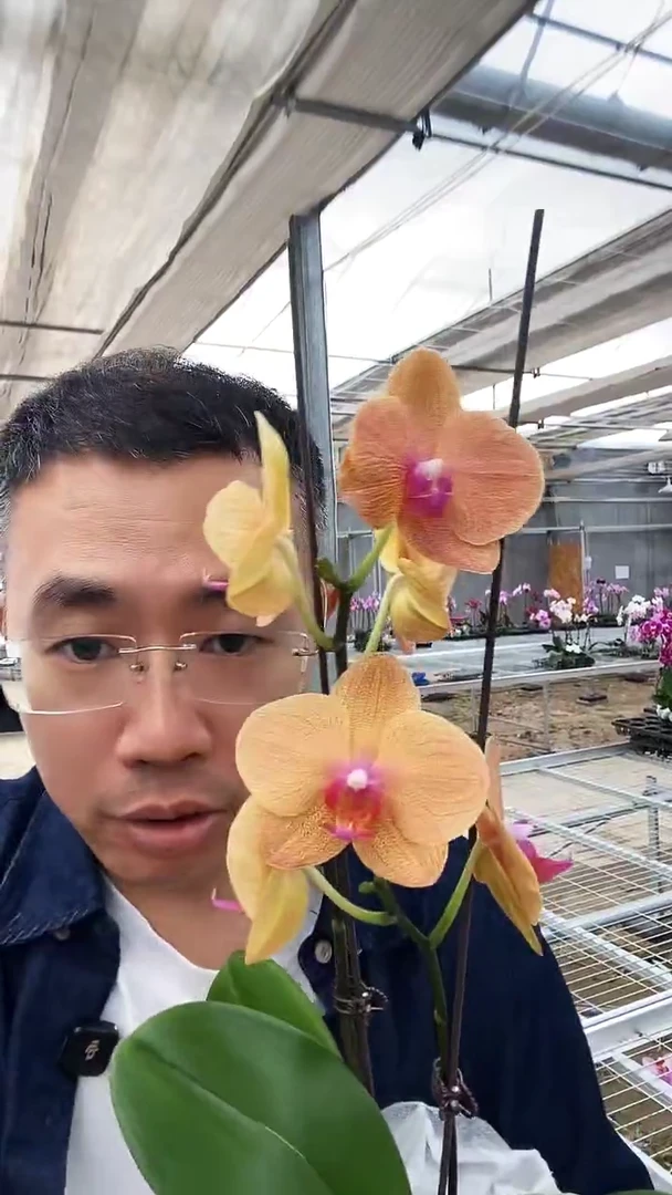 完全开放我圣马力诺1棵