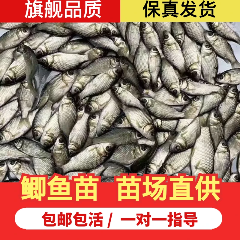 中科5号鲫鱼活体高背鲫鱼麻鲫快大工程鲫鱼淡水饲料鱼观赏鱼