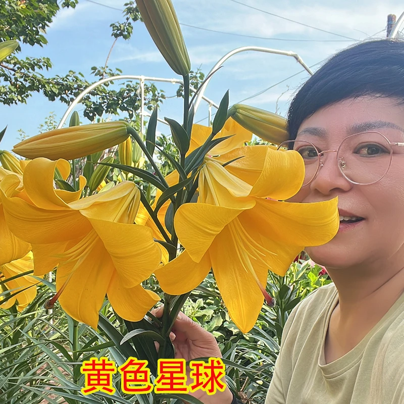 【黄色星球】庭院直头喇叭百合种球（球茎周长16/18）（3个球）
