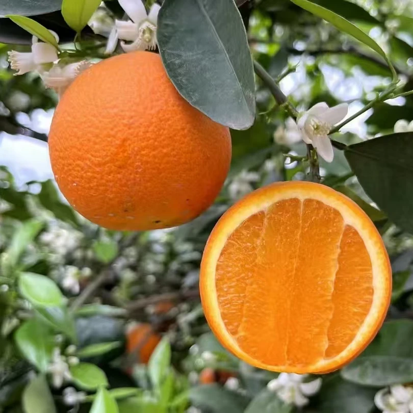 【京东送上门】湖北宜昌橙子新鲜香甜多汁无籽现摘现发脐橙甜橙