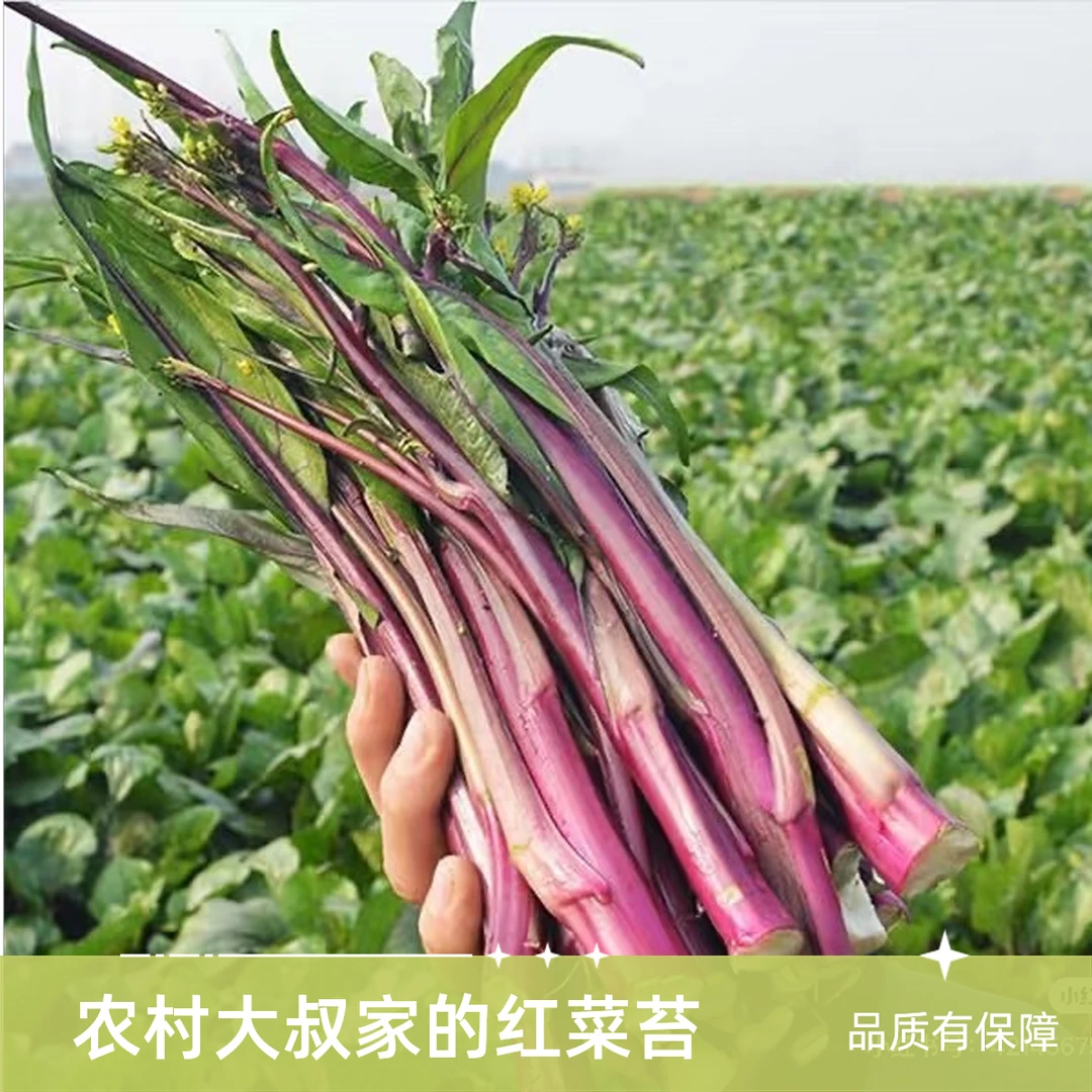 红菜苔 农民自种 营养健康新鲜无污染