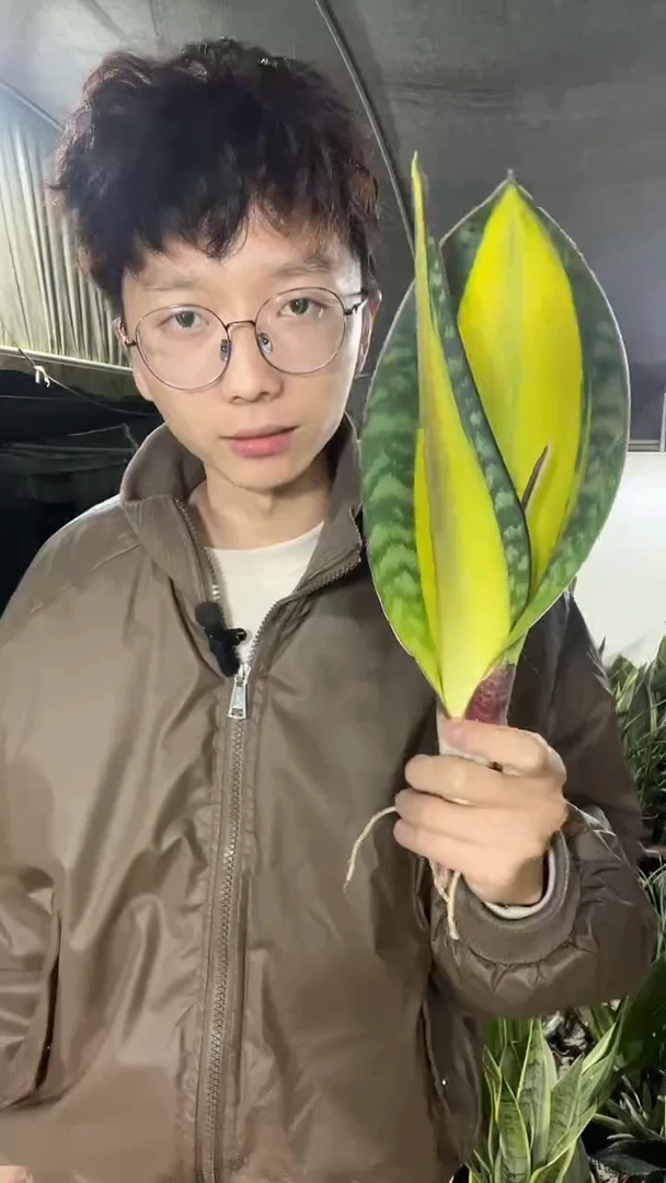 1号黄中斑宝镜裸根118