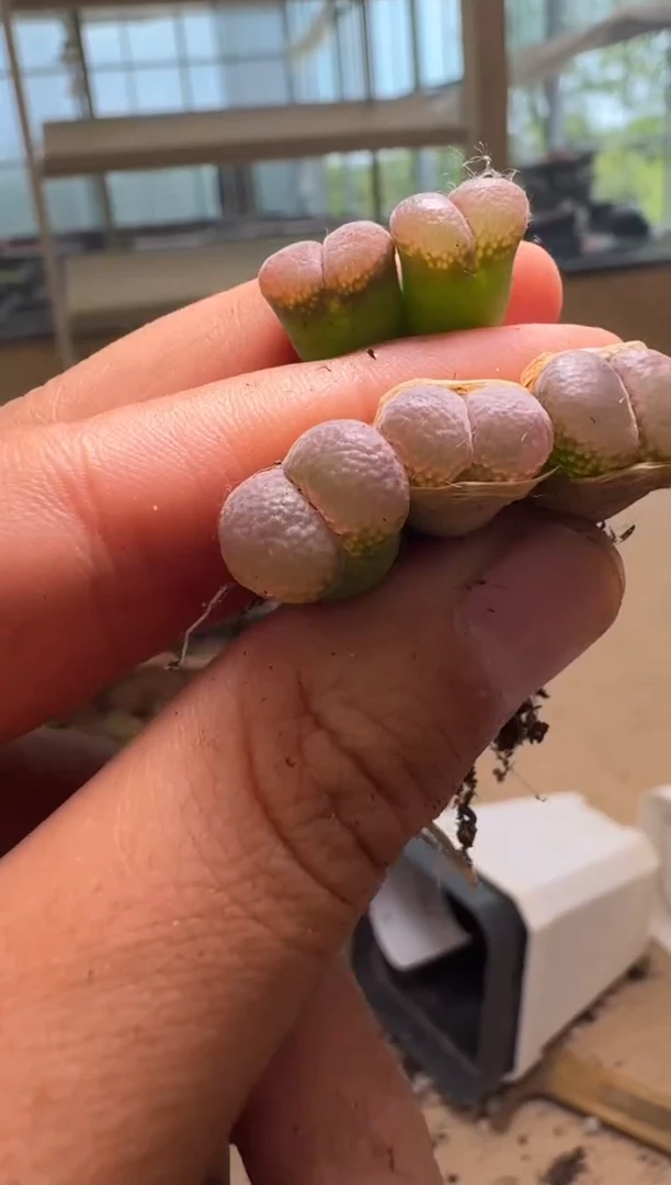 10-285多肉植物肉锥