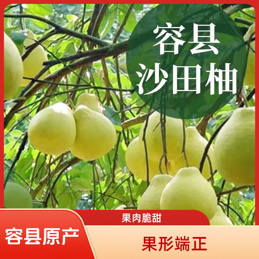 容县正宗沙田柚现发皮薄老树果自己吃袋装50斤新疆东三省拍