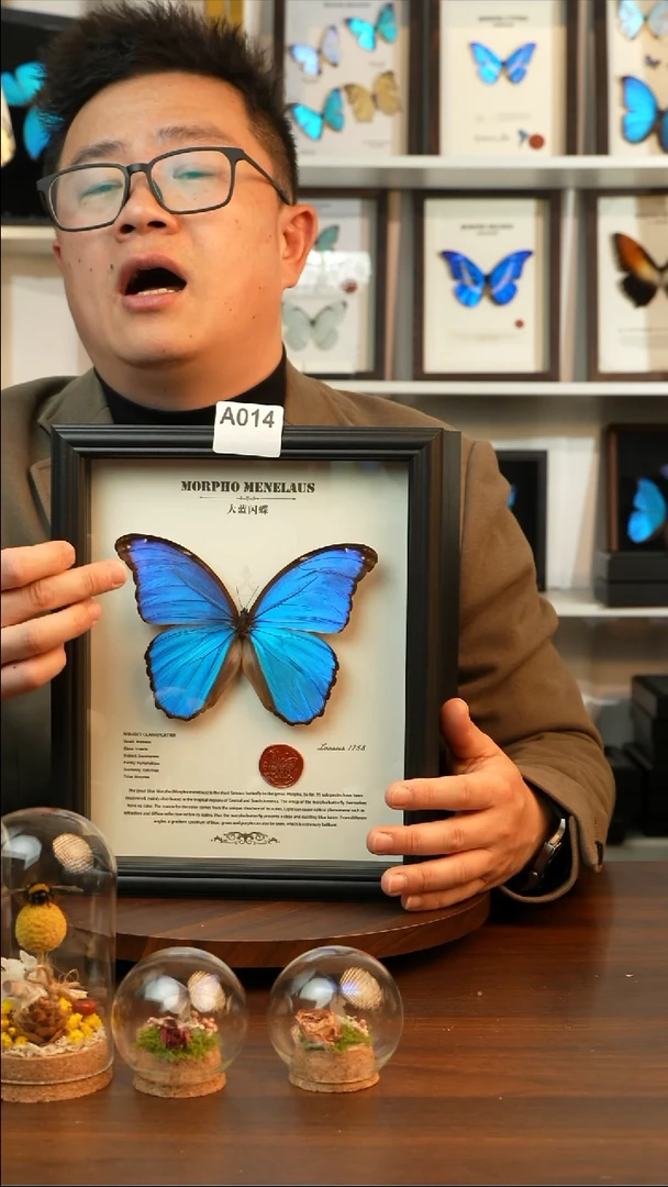 大蓝闪蝶-英文（10寸欧式黑框）A014