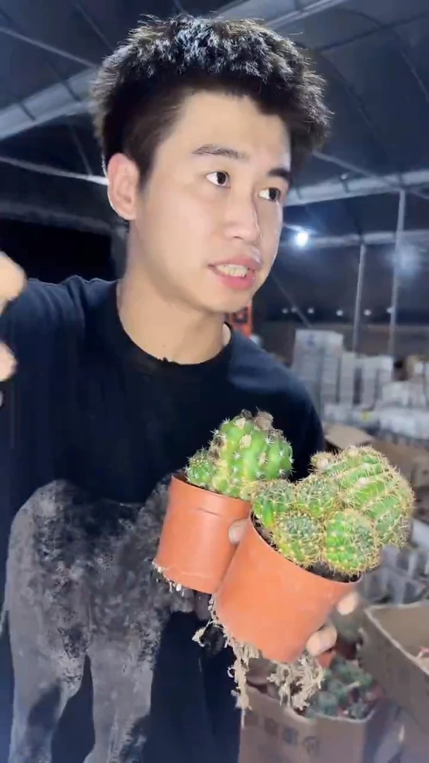 2颗 中号 荷花 丽花【带根】不指定品种