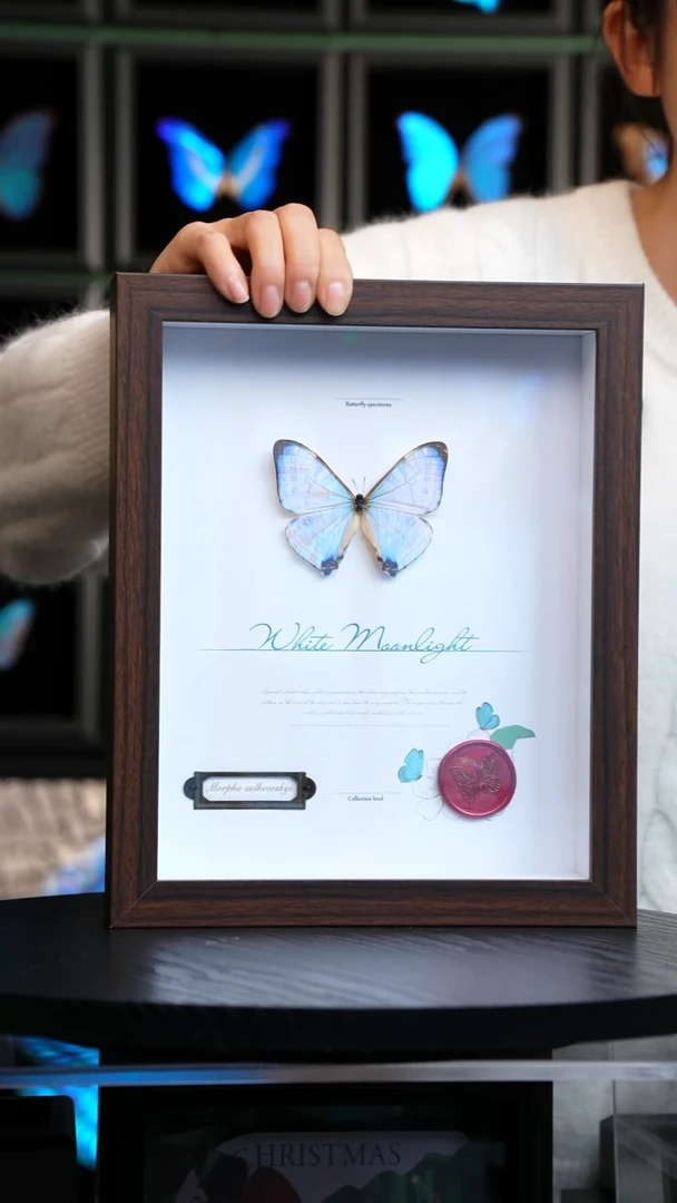 夜明珠闪蝶标本摆件