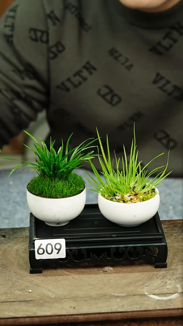 【闪购商品】苔藓微景观609号