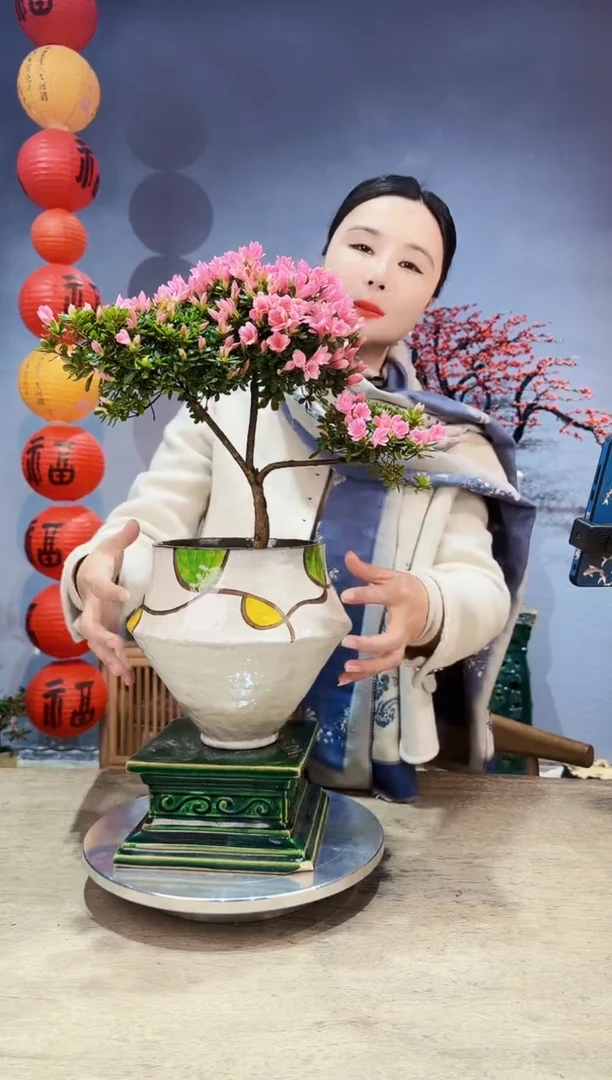 【闪购商品】盆景粉珍珠 杜鹃