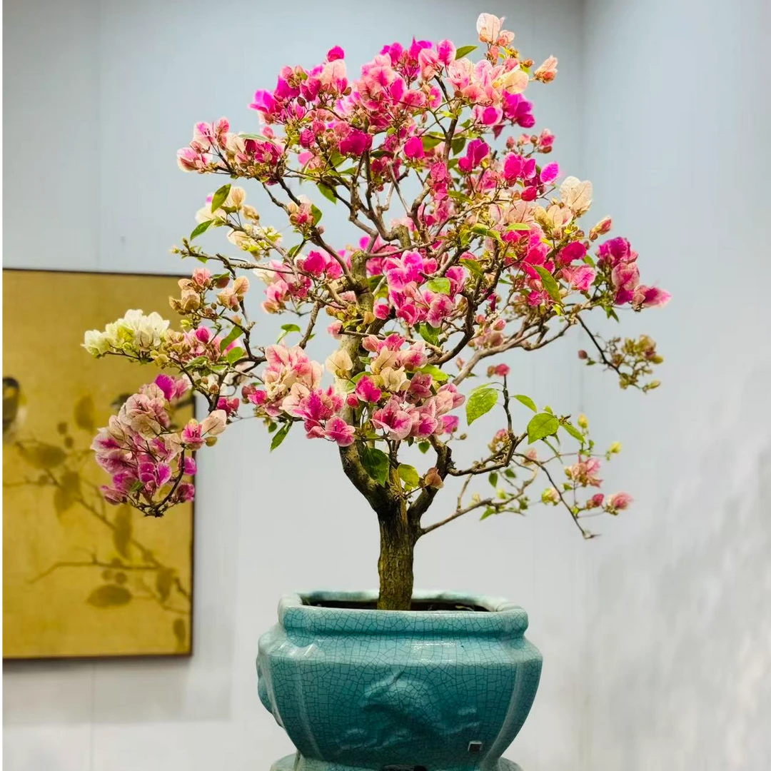 精品三角梅漳红缨造型盆景客厅阳台盆景庭院勤花高端老桩四季开花