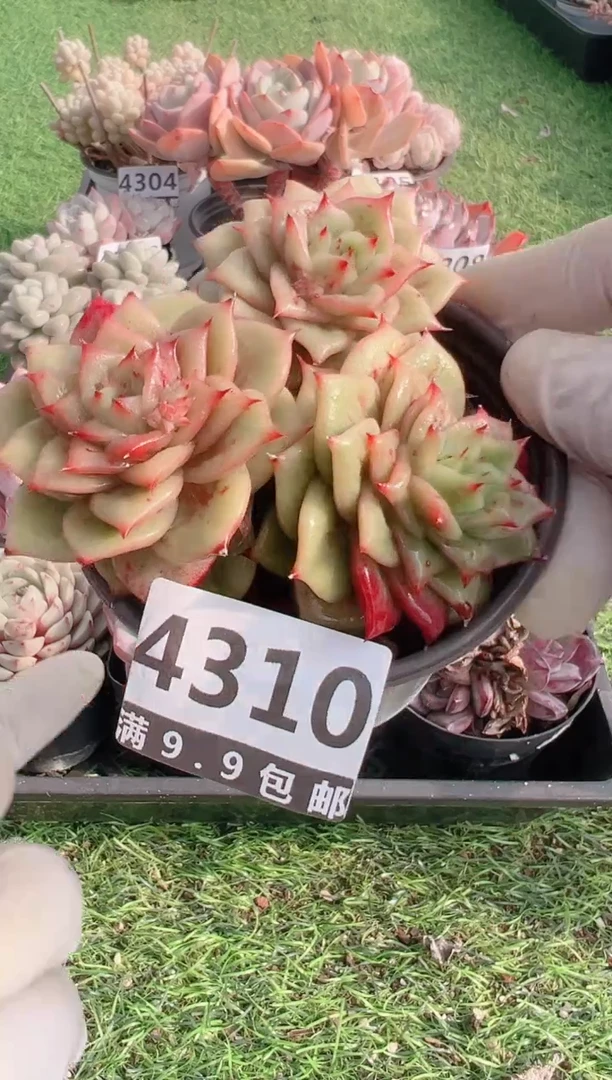 【闪购商品】信福多肉一物一拍