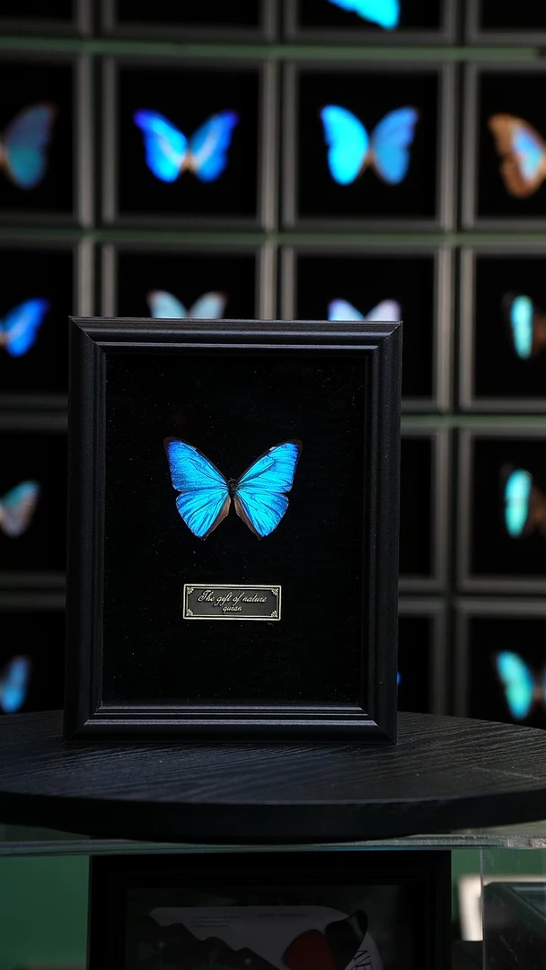 蝴蝶标本摆件竞拍H597