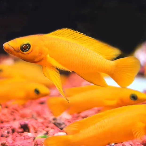 小型热带观赏鱼 黄金天堂鸟 草缸搭色好养易活