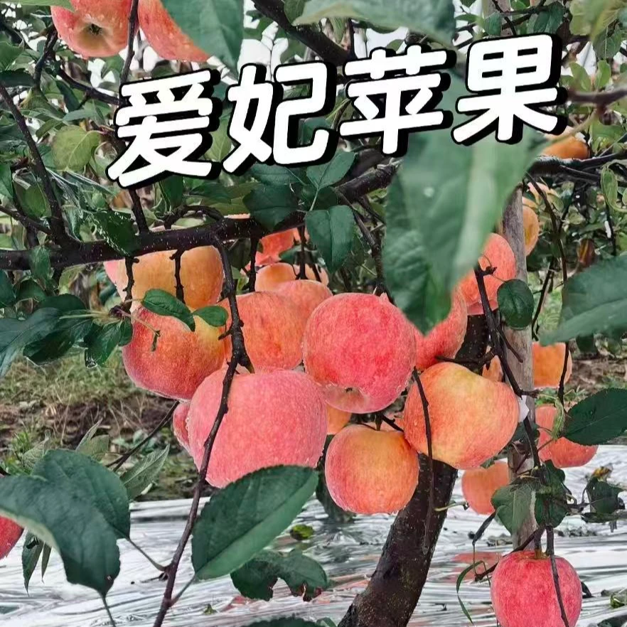 {小欣独创}2025 爱妃苹果 产地直发 脆甜多汁包邮