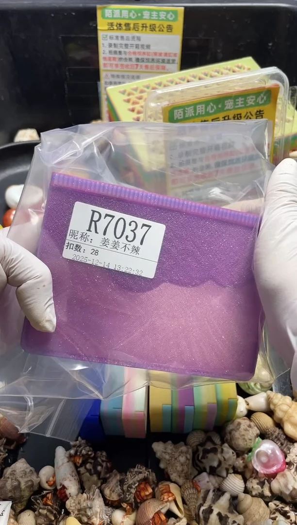 姜**辣陌派帝国寄居蟹7037瑕疵