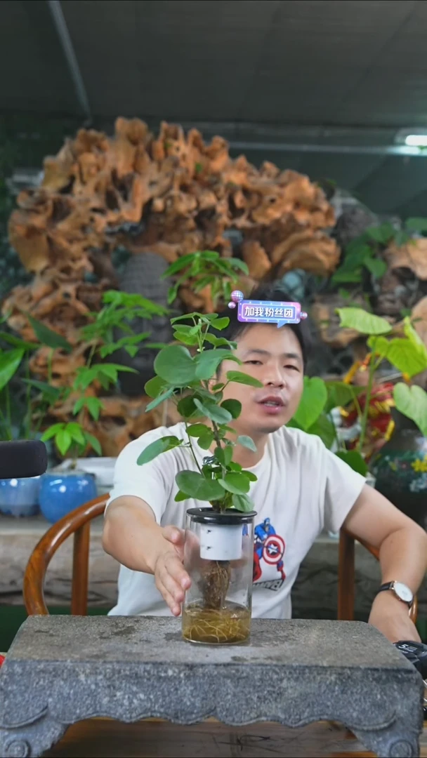 完全开放滨朴173T