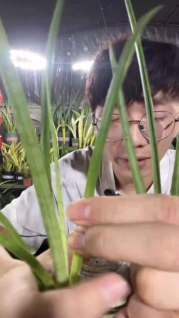 帕瓦侧芽裸根3棵9.9