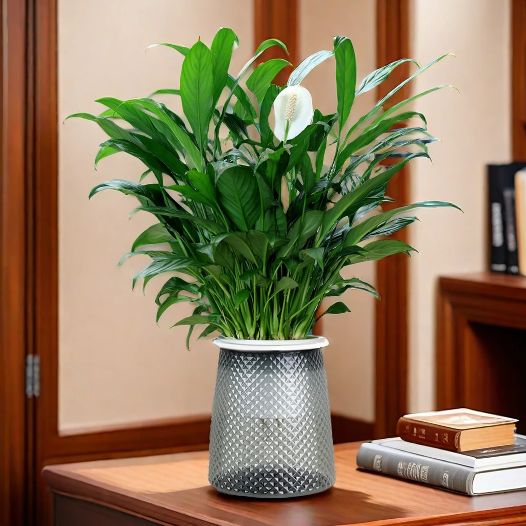 【四季开花】白掌盆栽一帆风顺水培植物室内好养花卉绿植懒人植物