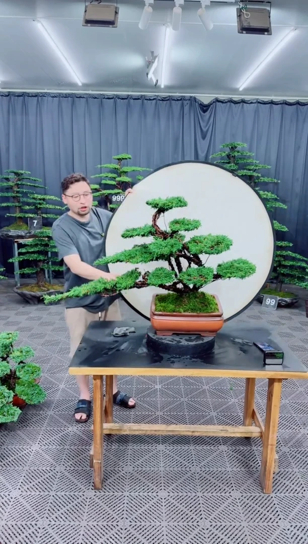 无花朵济州真柏盆景.....