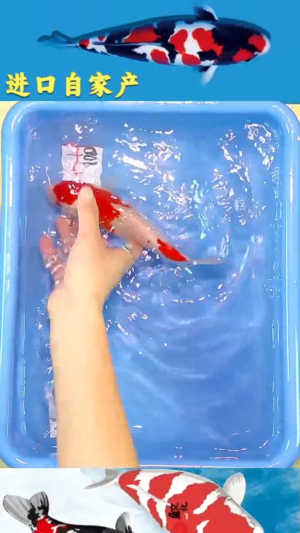 锦鲤2025/12/19悦鲤阁甄选锦鲤--17