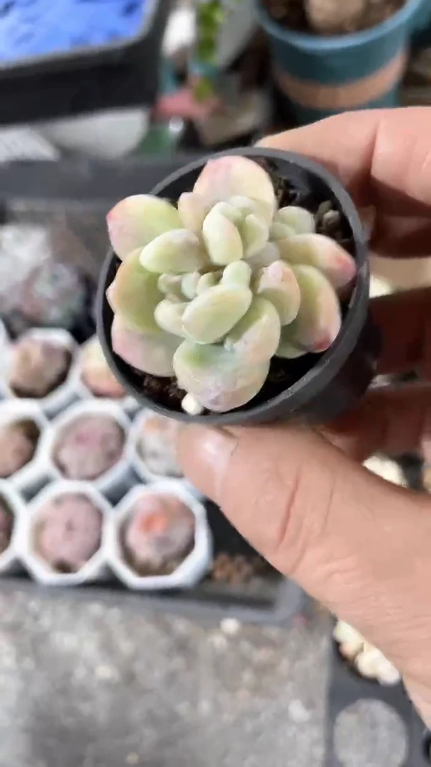 【闪购商品】840多肉