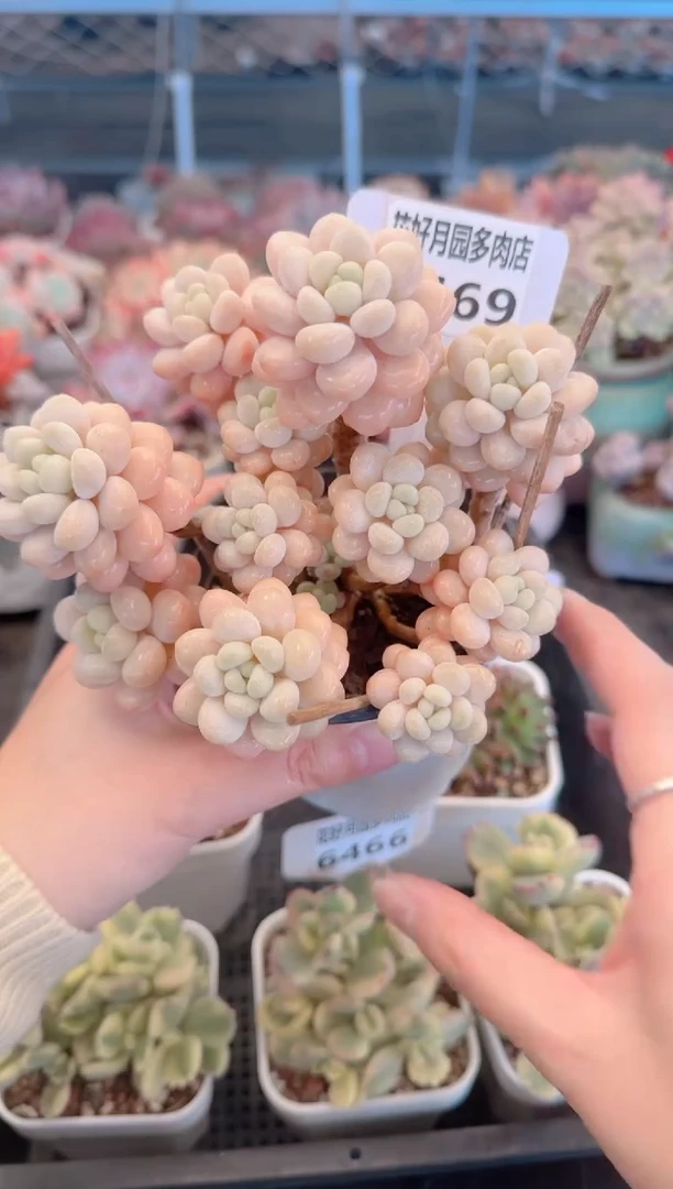 【闪购商品】6469.