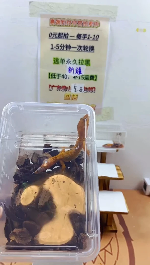 豹纹守宫豹纹守宫幼苗亚成体成体肥尾