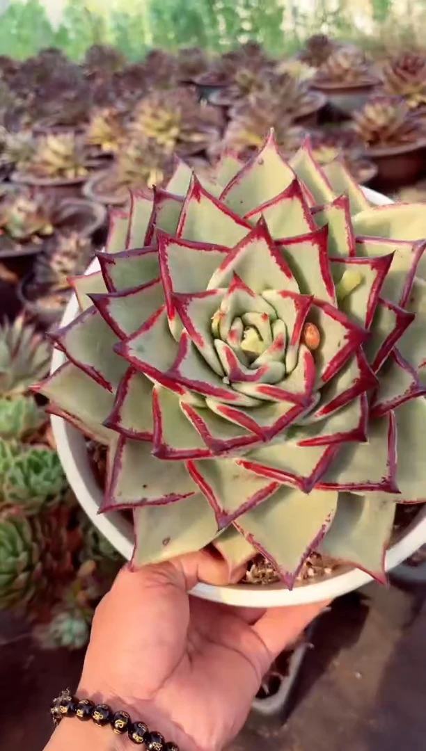 【闪购商品】一物一拍乌木35