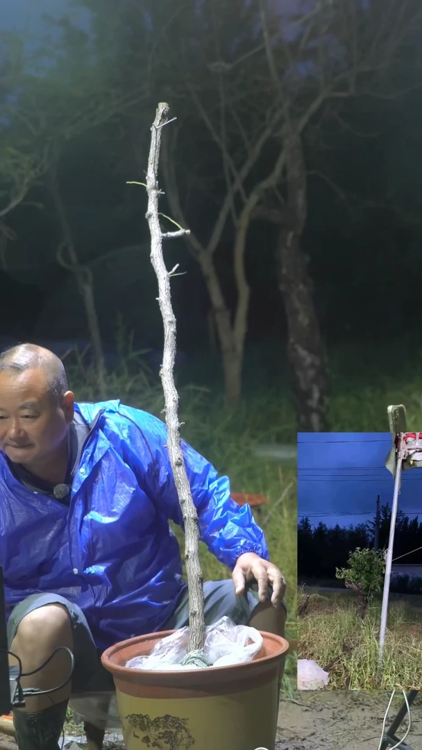 完全开放枣树003